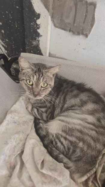 Maya