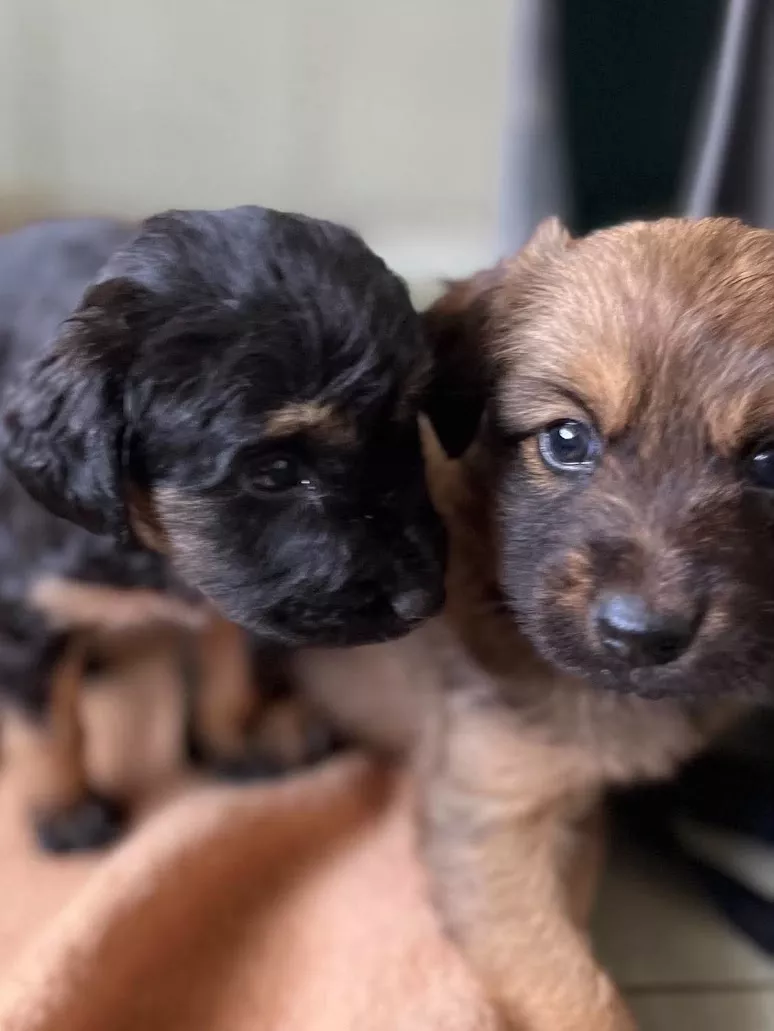 Nombreux Chiots A Adopter